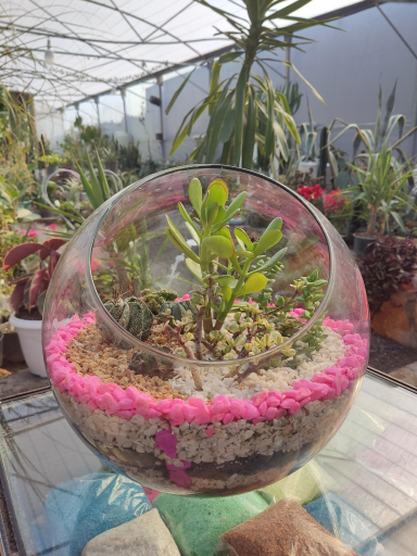 عکس گلخانه آریا کاکتوس