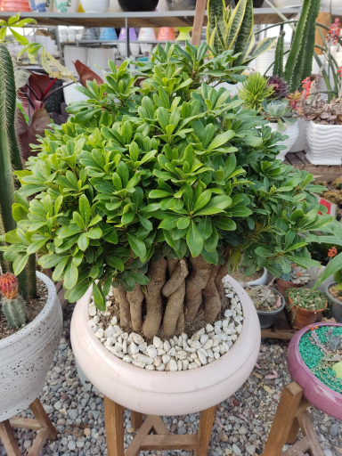 عکس گلخانه آریا کاکتوس