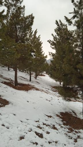 عکس پارک جنگلی هلجرد