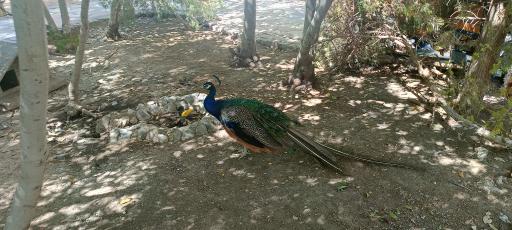 عکس باغ پرندگان ناژوان