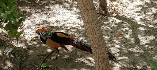 عکس باغ پرندگان ناژوان