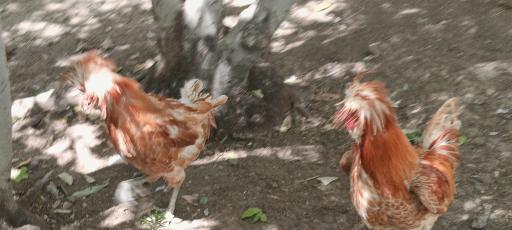 عکس باغ پرندگان ناژوان