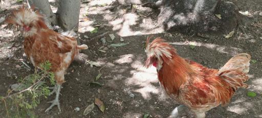 عکس باغ پرندگان ناژوان