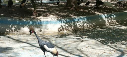 عکس باغ پرندگان ناژوان