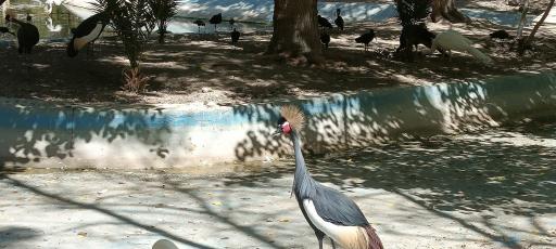 عکس باغ پرندگان ناژوان