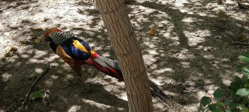 عکس باغ پرندگان ناژوان