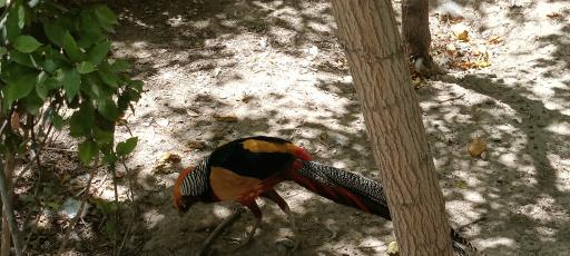 عکس باغ پرندگان ناژوان