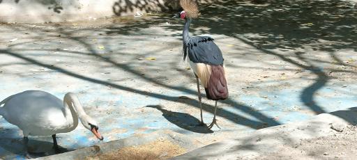 عکس باغ پرندگان ناژوان