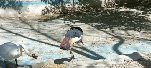 عکس باغ پرندگان ناژوان