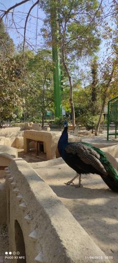 عکس باغ پرندگان ناژوان