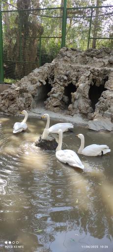 عکس باغ پرندگان ناژوان