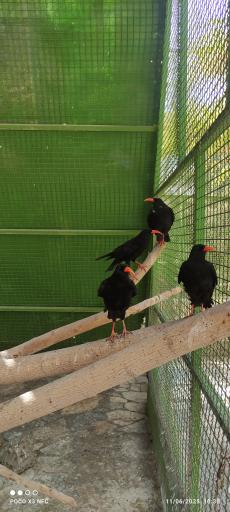 عکس باغ پرندگان ناژوان