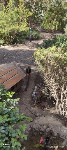 عکس باغ پرندگان ناژوان