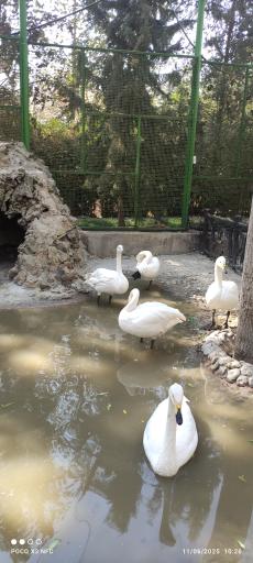 عکس باغ پرندگان ناژوان