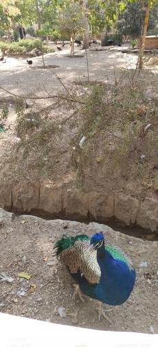 عکس باغ پرندگان ناژوان