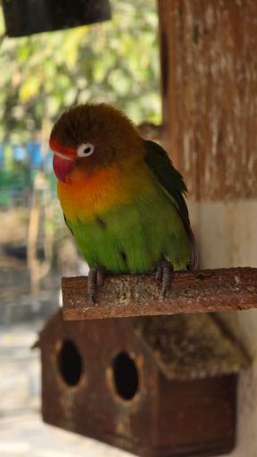 عکس باغ پرندگان ناژوان