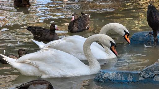 عکس باغ پرندگان ناژوان