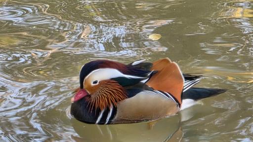 عکس باغ پرندگان ناژوان