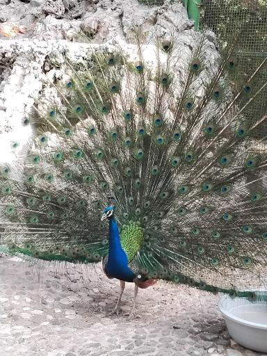 عکس باغ پرندگان ناژوان