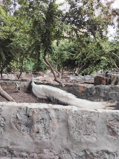 عکس باغ پرندگان ناژوان