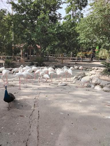 عکس باغ پرندگان ناژوان