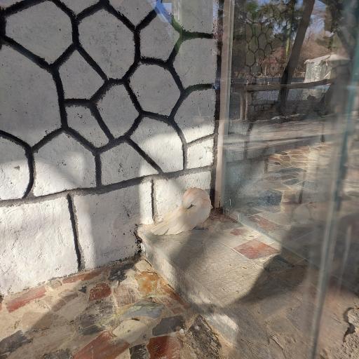 عکس باغ پرندگان ناژوان