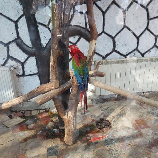 عکس باغ پرندگان ناژوان