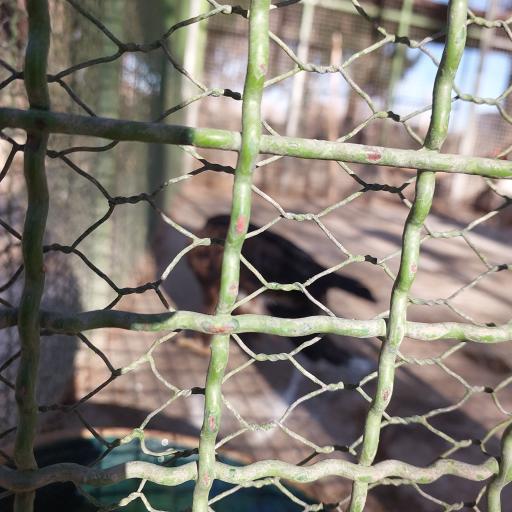 عکس باغ پرندگان ناژوان