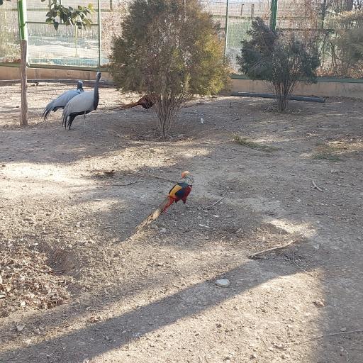 عکس باغ پرندگان ناژوان