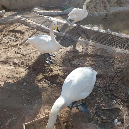 عکس باغ پرندگان ناژوان