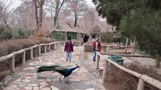 عکس باغ پرندگان ناژوان