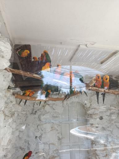 عکس باغ پرندگان ناژوان