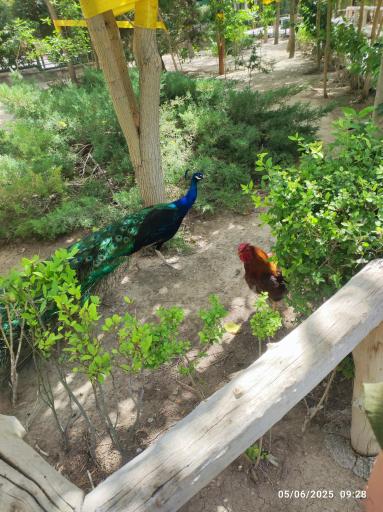 عکس باغ پرندگان ناژوان