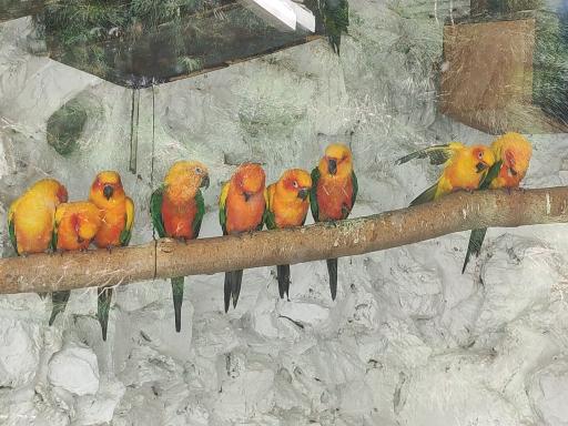 عکس باغ پرندگان ناژوان