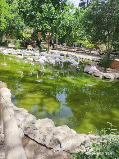عکس باغ پرندگان ناژوان