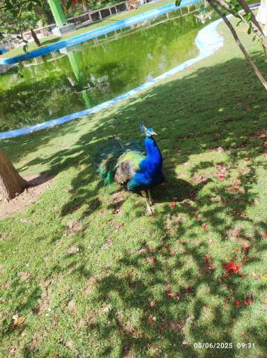 عکس باغ پرندگان ناژوان