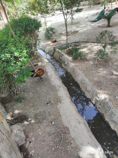 عکس باغ پرندگان ناژوان