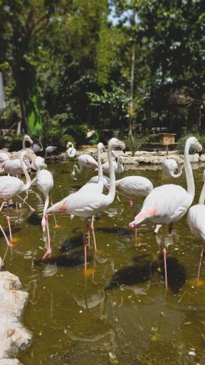 عکس باغ پرندگان ناژوان