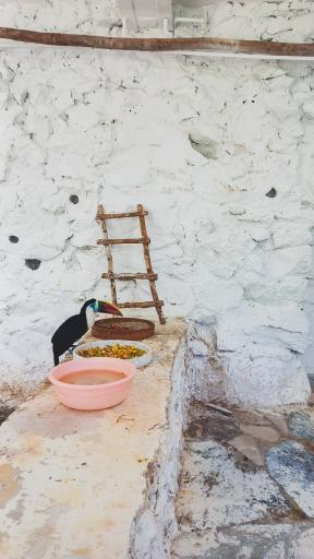 عکس باغ پرندگان ناژوان