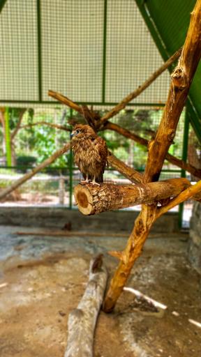 عکس باغ پرندگان ناژوان