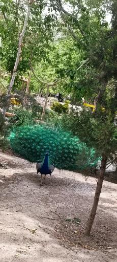 عکس باغ پرندگان ناژوان