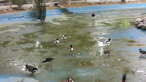 عکس باغ پرندگان ناژوان