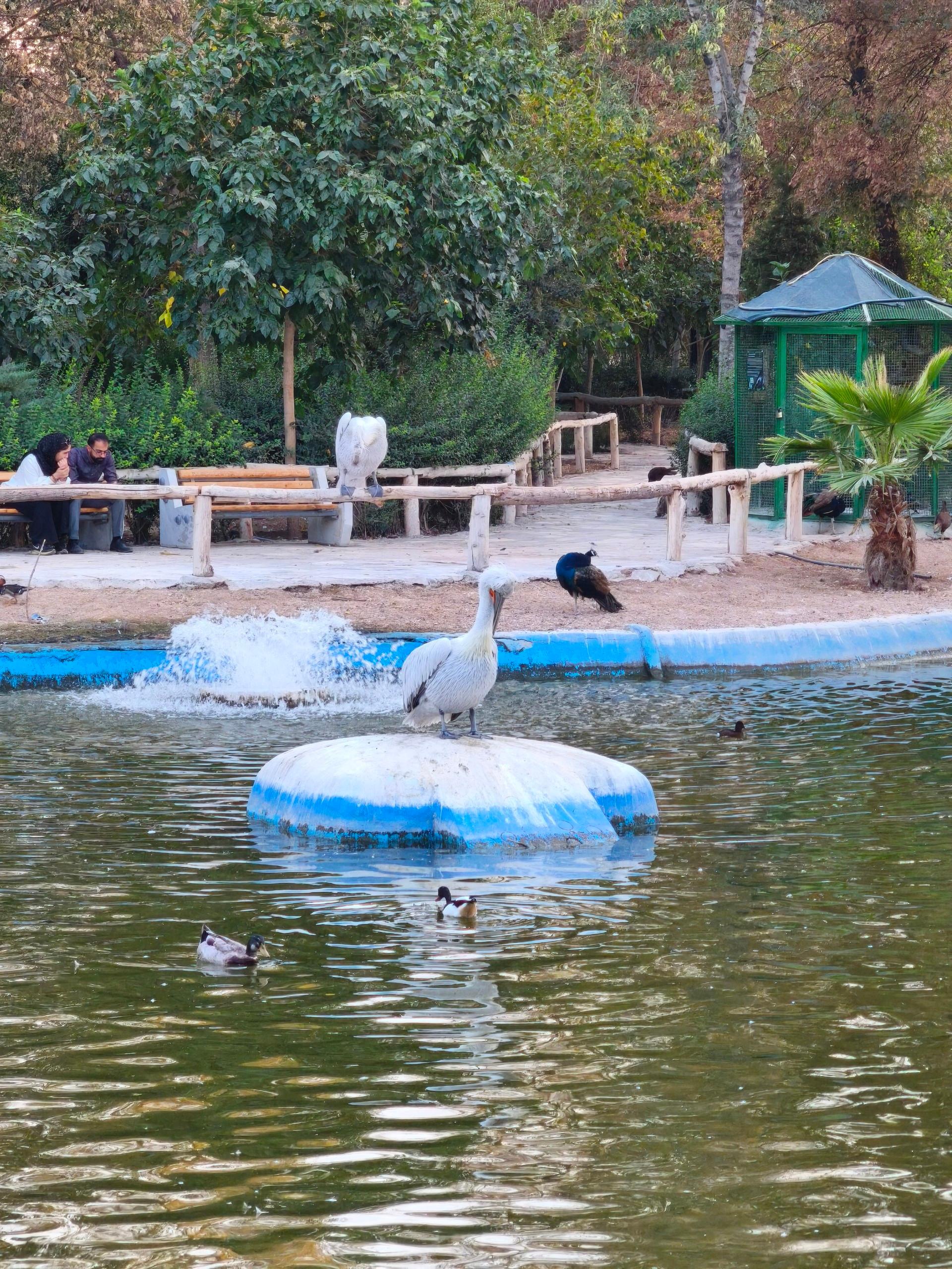 عکس باغ پرندگان ناژوان