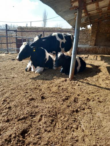 عکس دامداری طیبی