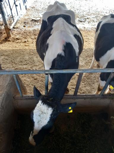 عکس دامداری طیبی