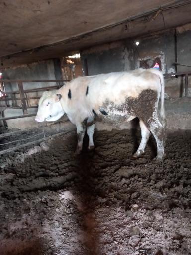 عکس دامداری طیبی