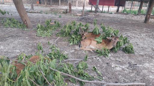 عکس پارک ملت بهشهر