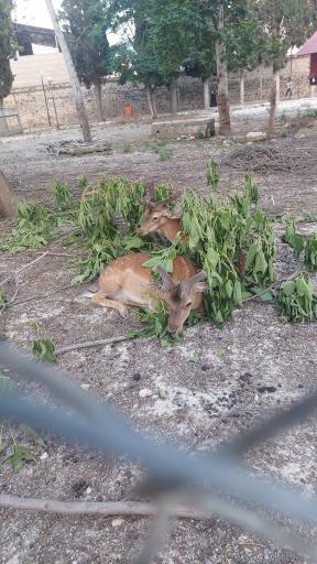 عکس پارک ملت بهشهر