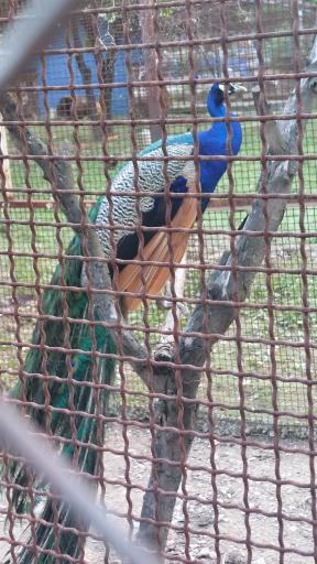 عکس پارک ملت بهشهر