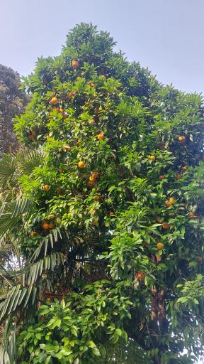 عکس پارک ملت بهشهر